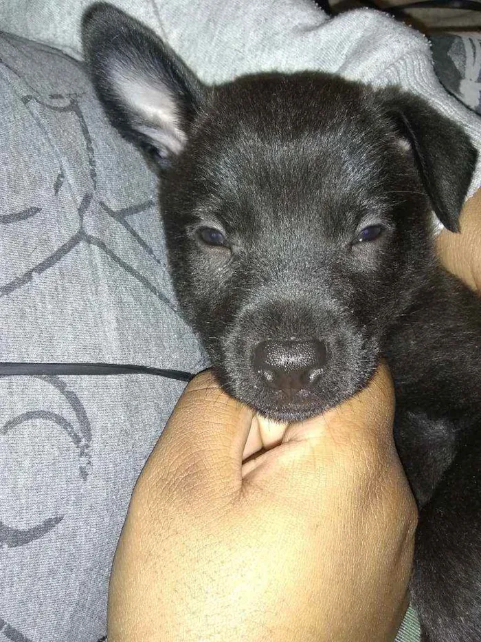 Cachorro ra a Indefinida idade 2 a 6 meses nome Sem nome