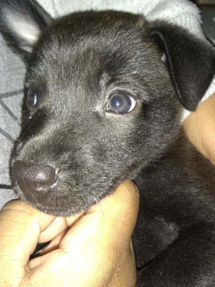 Cachorro ra a Indefinida idade 2 a 6 meses nome Sem nome