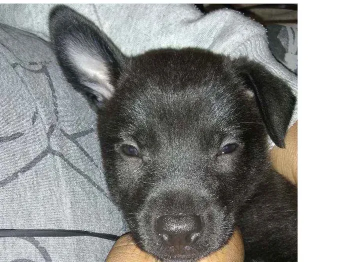Cachorro ra a Indefinida idade 2 a 6 meses nome Sem nome