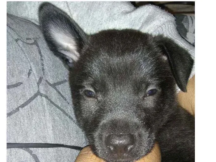 Cachorro ra a Indefinida idade 2 a 6 meses nome Sem nome