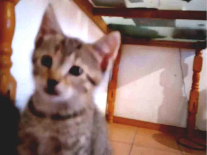 Gato ra a  idade Abaixo de 2 meses nome SEM NOME