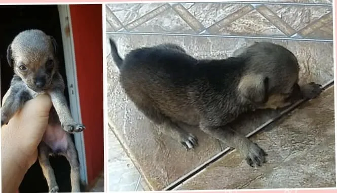 Cachorro ra a SRD-ViraLata idade Abaixo de 2 meses nome sem nome