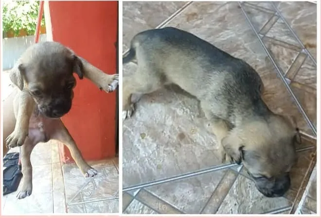 Cachorro ra a SRD-ViraLata idade Abaixo de 2 meses nome sem nome