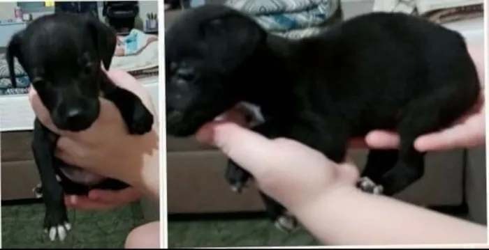 Cachorro ra a SRD-ViraLata idade Abaixo de 2 meses nome sem nome