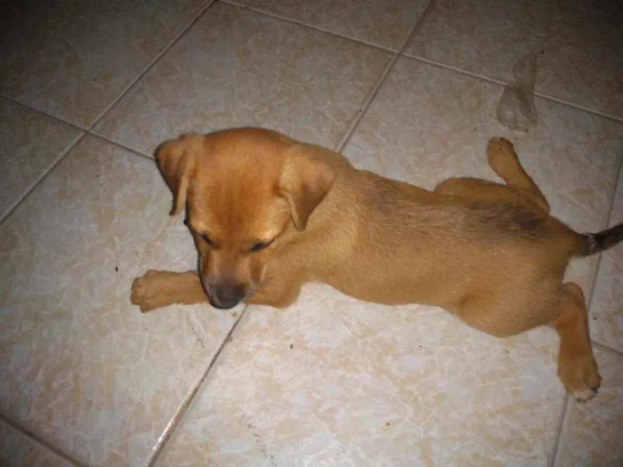 Cachorro raça Sem raça definida idade Abaixo de 2 meses nome Rex, Pit, Pop