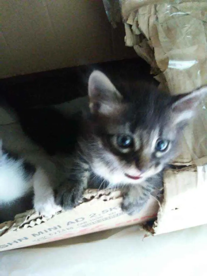 Gato ra a Comum idade 2 a 6 meses nome Duda e tati