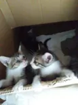 Duda e tati