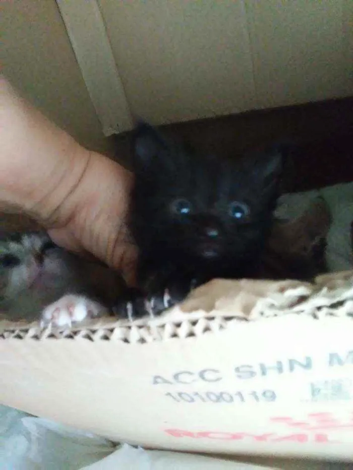 Gato ra a Comum idade 2 a 6 meses nome Duda e tati