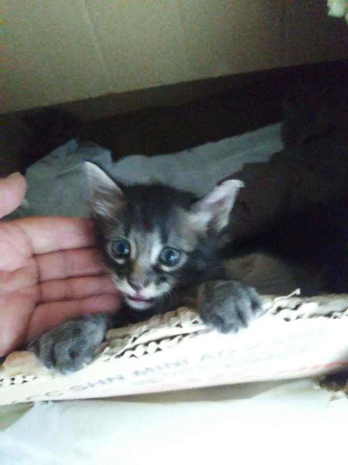 Gato ra a Comum idade 2 a 6 meses nome Duda e tati