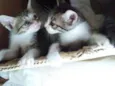 Duda e tati