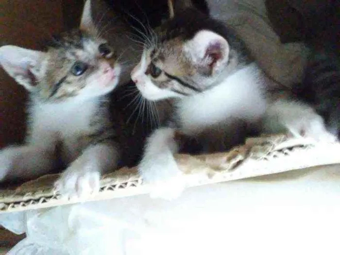 Gato ra a Comum idade 2 a 6 meses nome Duda e tati