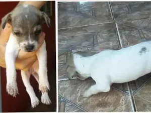 Cachorro raça SRD-ViraLata idade Abaixo de 2 meses nome sem nome