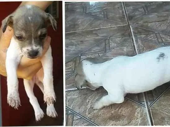 Cachorro ra a SRD-ViraLata idade Abaixo de 2 meses nome sem nome