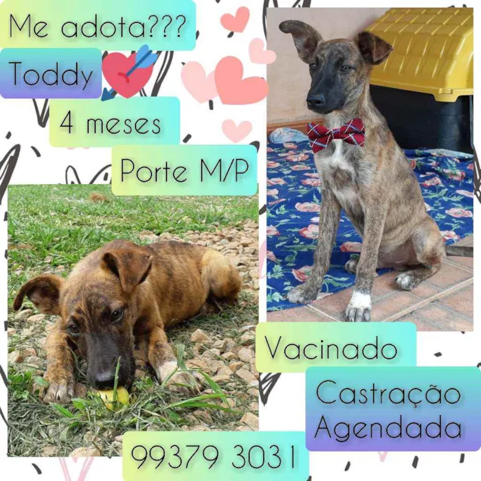 Cachorro raça SRD idade 2 a 6 meses nome Toddy