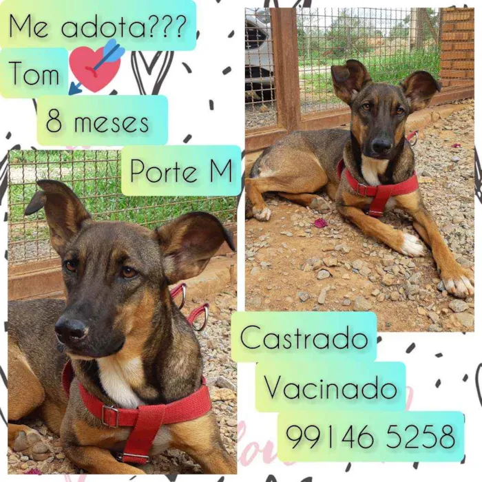 Cachorro raça SRD idade 7 a 11 meses nome Tom