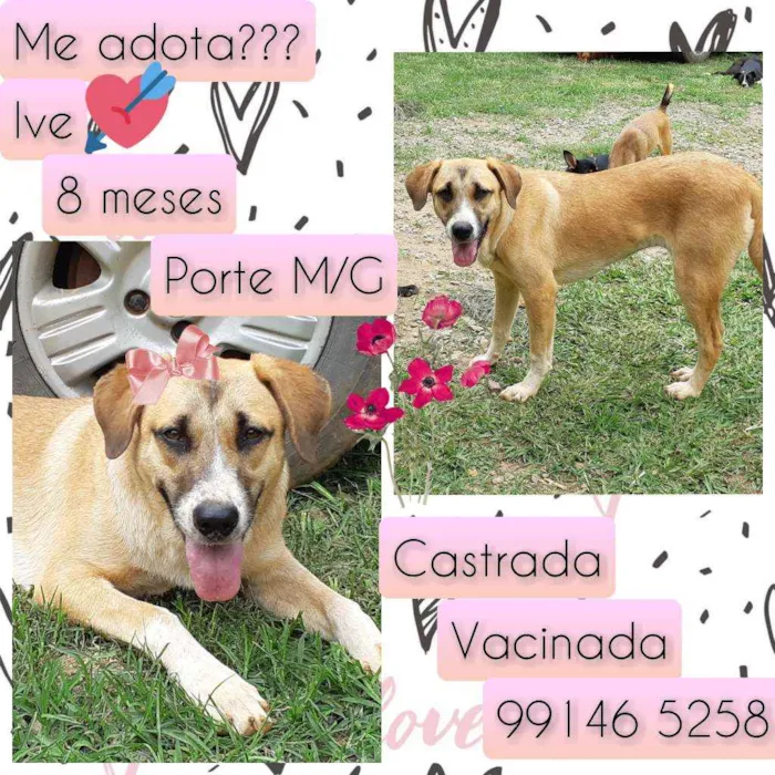 Cachorro raça SRD idade 7 a 11 meses nome Ive