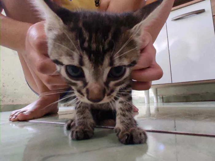 Gato ra a  idade Abaixo de 2 meses nome Sem nome