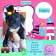 Cachorro raça SRD-ViraLata idade Abaixo de 2 meses nome NEMO