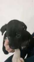 Cachorro raça SRD-ViraLata idade Abaixo de 2 meses nome NEMO