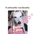 Branca 