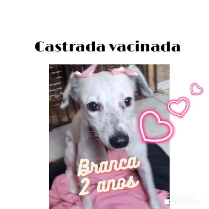 Cachorro ra a Srd idade 2 anos nome Branca 