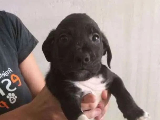 Cachorro raça SRD-ViraLata idade Abaixo de 2 meses nome NEMO