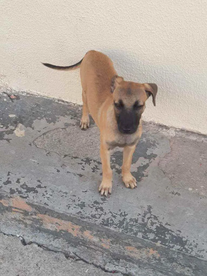 Cachorro ra a Srd idade 2 a 6 meses nome Atena