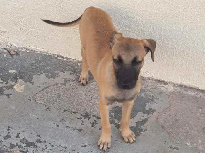 Cachorro ra a Srd idade 2 a 6 meses nome Atena