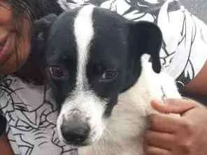 Cachorro raça SRD-ViraLata idade 1 ano nome EDITH