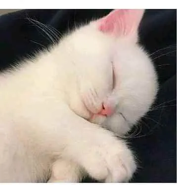 Gato ra a SRD  idade Abaixo de 2 meses nome Sem nome