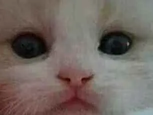 Gato ra a SRD  idade Abaixo de 2 meses nome Sem nome