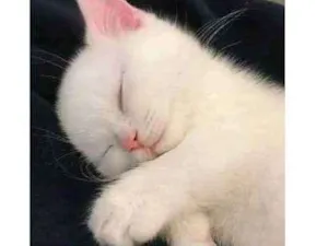 Gato raça SRD  idade Abaixo de 2 meses nome Sem nome