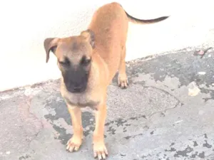 Cachorro raça Srd idade 2 a 6 meses nome Atena