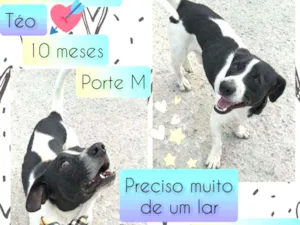 Cachorro raça SRD idade 7 a 11 meses nome Téo 