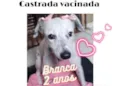 Branca 