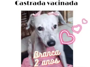 Cachorro raça Srd idade 2 anos nome Branca 