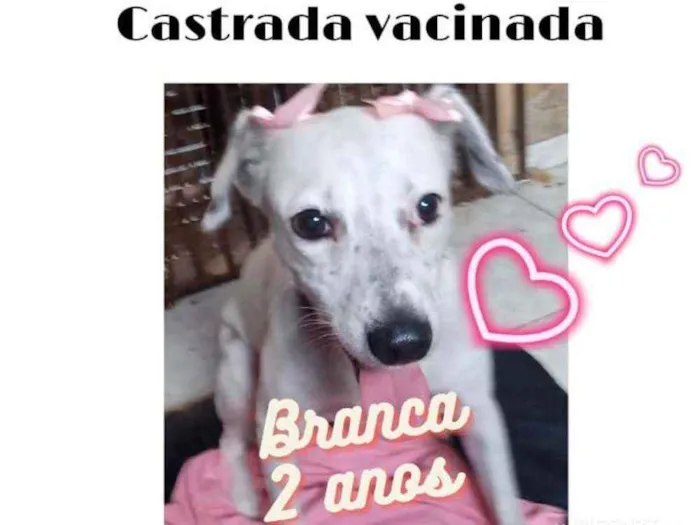Cachorro ra a Srd idade 2 anos nome Branca 