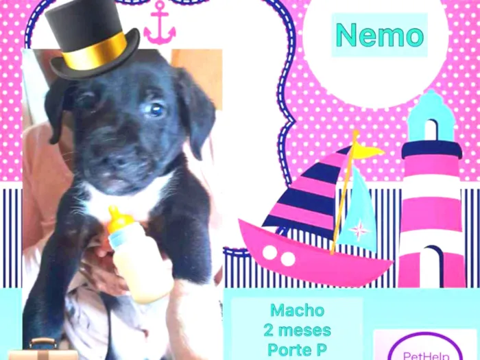 Cachorro raça SRD-ViraLata idade Abaixo de 2 meses nome NEMO