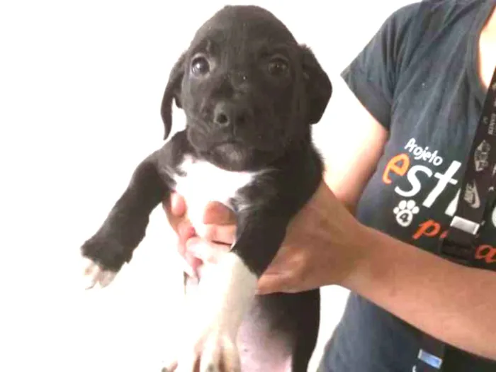 Cachorro raça SRD-ViraLata idade Abaixo de 2 meses nome NEMO