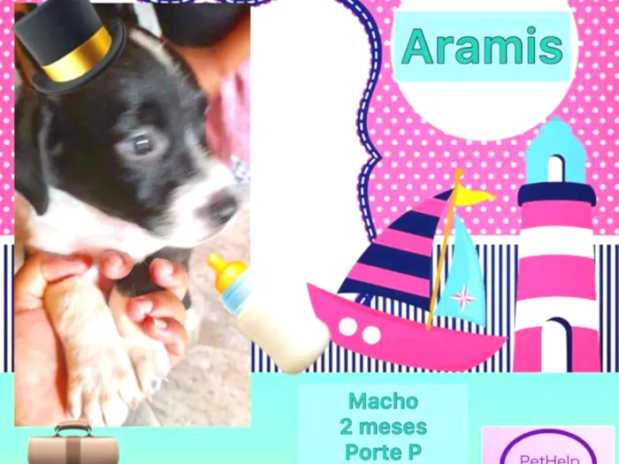 Cachorro ra a SRD-ViraLata idade Abaixo de 2 meses nome ARAMÍS