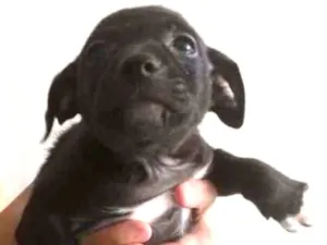 Cachorro raça SRD-ViraLata idade Abaixo de 2 meses nome ALCAPONE