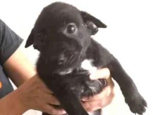 Cachorro raça SRD-ViraLata idade Abaixo de 2 meses nome POLY
