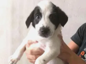Cachorro raça SRD-ViraLata idade Abaixo de 2 meses nome TECA