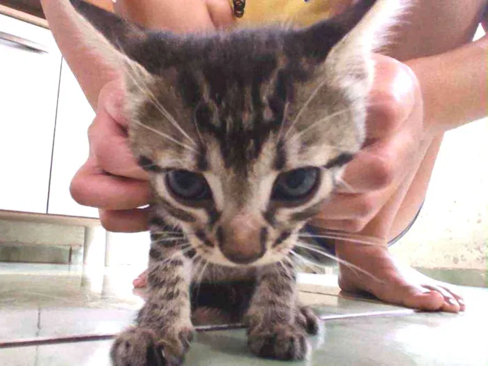 Gato ra a  idade Abaixo de 2 meses nome Sem nome