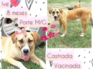 Cachorro raça SRD idade 7 a 11 meses nome Ive