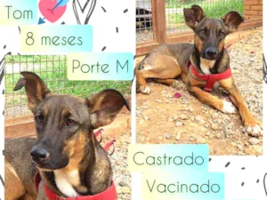 Cachorro raça SRD idade 7 a 11 meses nome Tom