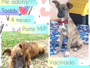 Cachorro raça SRD idade 2 a 6 meses nome Toddy