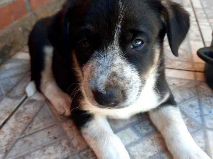 Cachorro ra a Vira lata idade Abaixo de 2 meses nome Colar