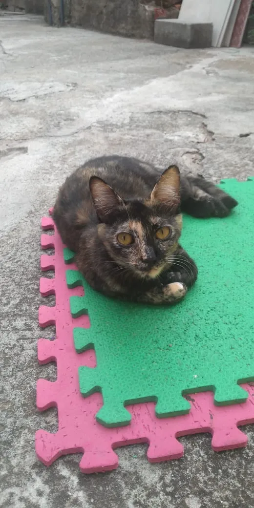 Gato ra a Castrada idade 1 ano nome Luna