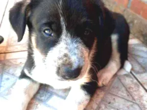 Cachorro raça Vira lata idade Abaixo de 2 meses nome Colar